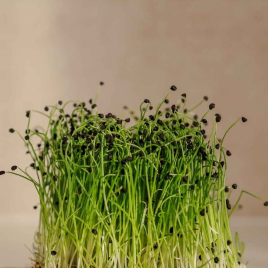 Frenk Soğanı Filizi 20g