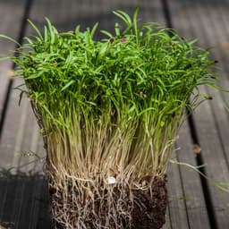 Dere Otu  Filizi 25g