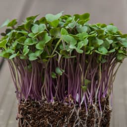 Mor Lahana Filizi 25g