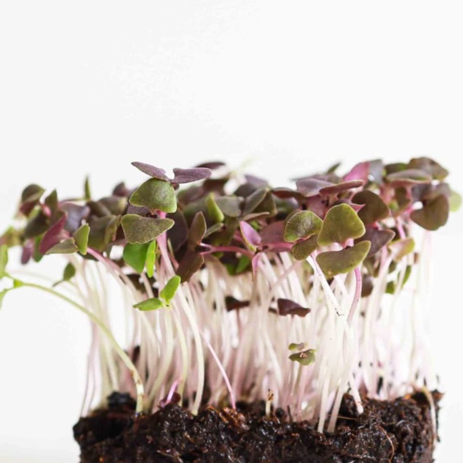 Fesleğen & Reyhan Karışım Filizi 25g