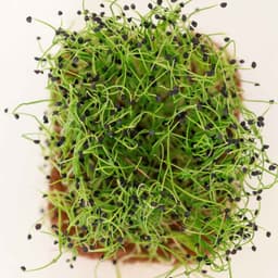 Frenk Soğanı Filizi 20g