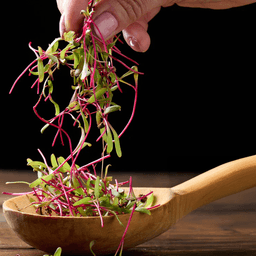 Kırmızı Pancar 25g