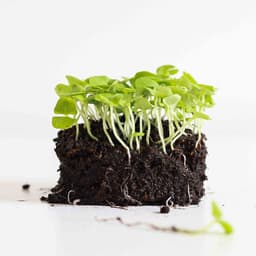 Fesleğen & Reyhan Karışım Filizi 25g