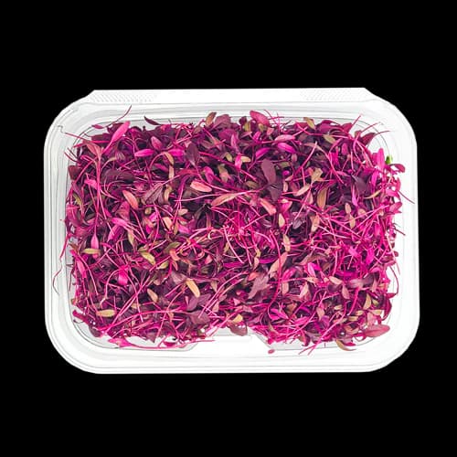 Amaranth Filizi 25g