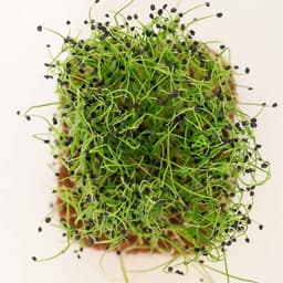 Frenk Soğanı Filizi 20g