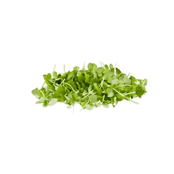 Biberiye Mikro Filiz