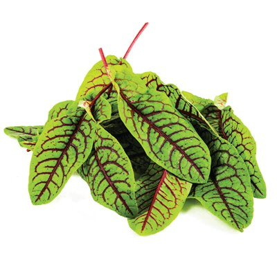 Kırmızı Kuzu Kulağı