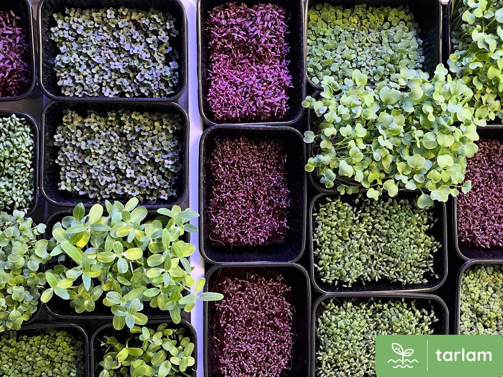 Mikro Yeşillik Üretimi