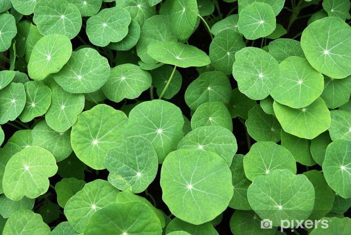 Şeflerin Tercihi Mikro Yeşillikler